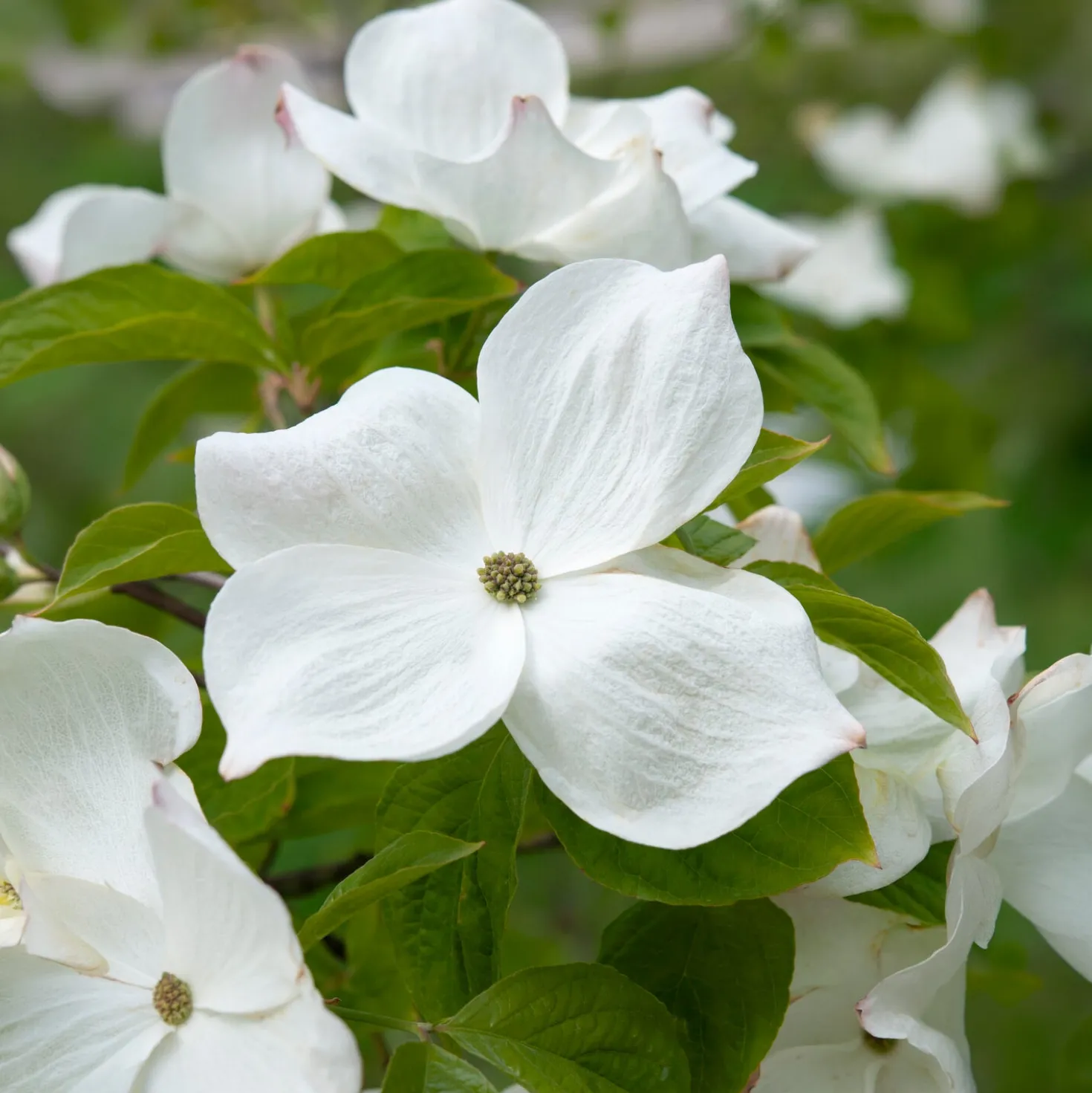 Amerikanischer Blumen-Hartriegel - Blütenwolke im Frühling