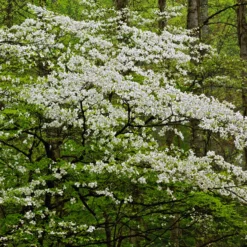 Amerikanischer Blumen-Hartriegel - Blütenwolke im Frühling