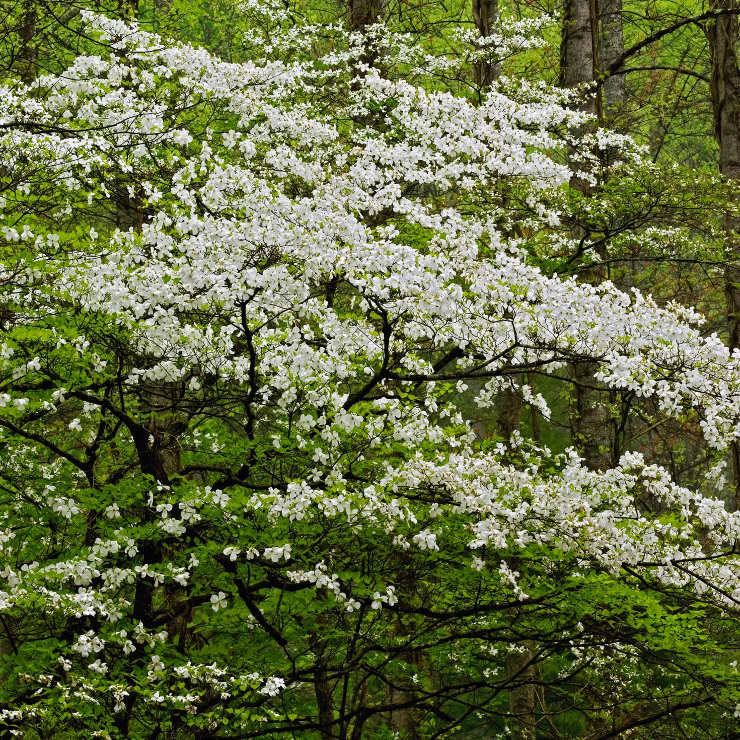 Amerikanischer Blumen-Hartriegel - Blütenwolke im Frühling