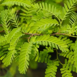 Amerikanischer Lederhülsenbaum 'Elegantissima' - Feines Laub, dornenfrei