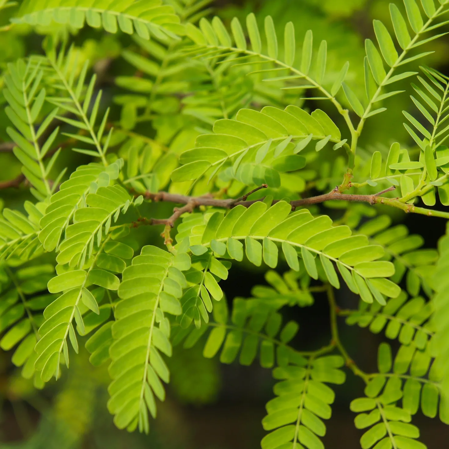 Amerikanischer Lederhülsenbaum 'Elegantissima' - Feines Laub, dornenfrei