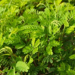 Amerikanischer Lederhülsenbaum 'Elegantissima' - Feines Laub, dornenfrei
