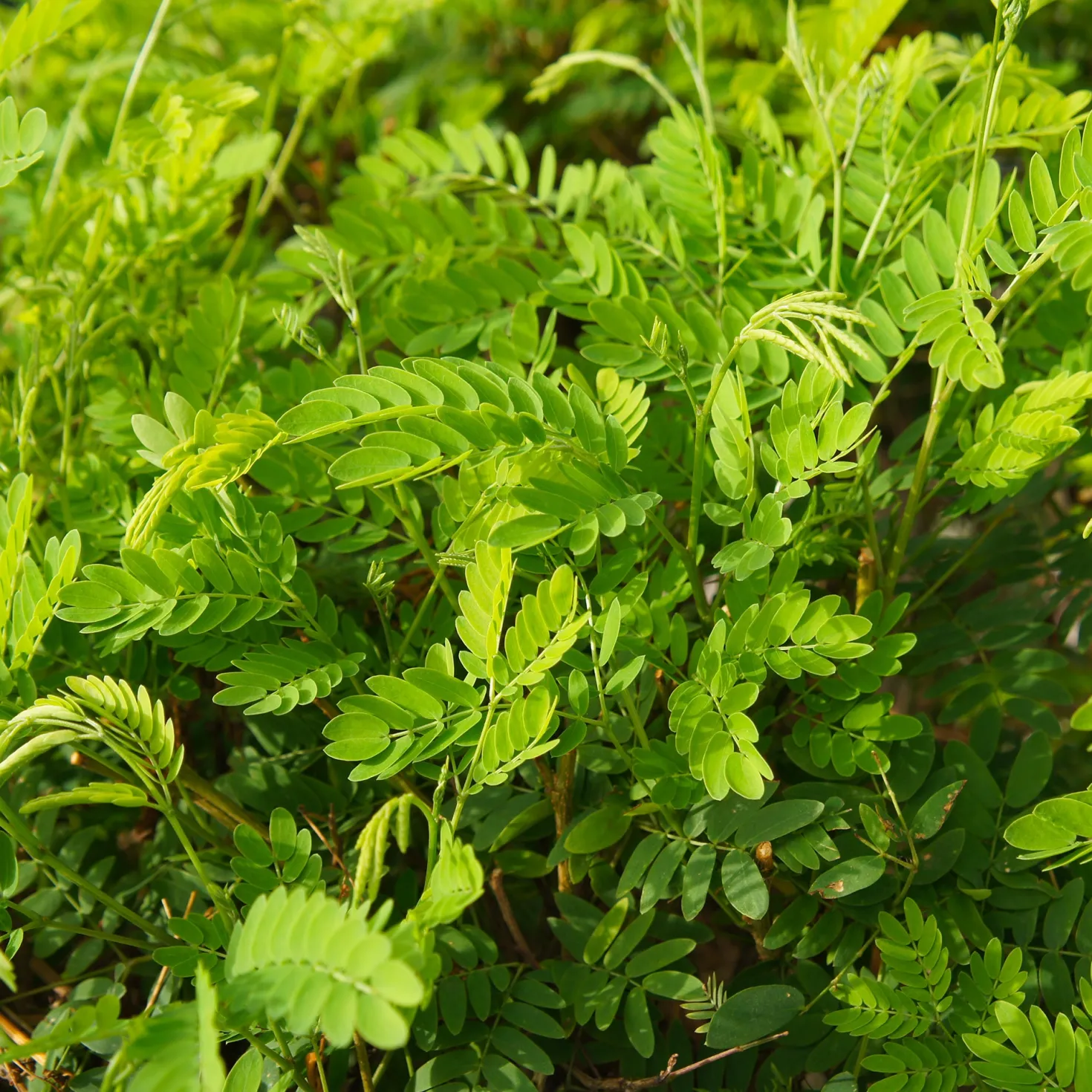 Amerikanischer Lederhülsenbaum 'Elegantissima' - Feines Laub, dornenfrei