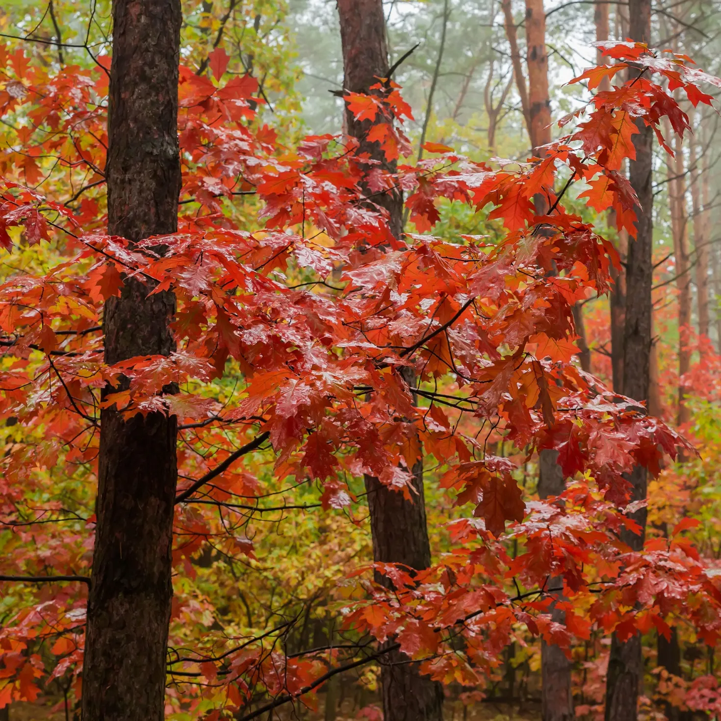 Amerikanische Roteiche - Feuriges Herbstlaub garantiert