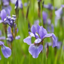 Amerikanische Schwertlilie - Farbe am Wasserrand