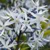 Amsonia hubrichtii - Goldenes Herbstfeuerwerk