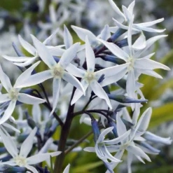 Amsonia hubrichtii - Goldenes Herbstfeuerwerk