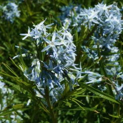 Amsonia hubrichtii - Goldenes Herbstfeuerwerk