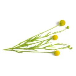 Ananasblume - Duftet nach Ananas