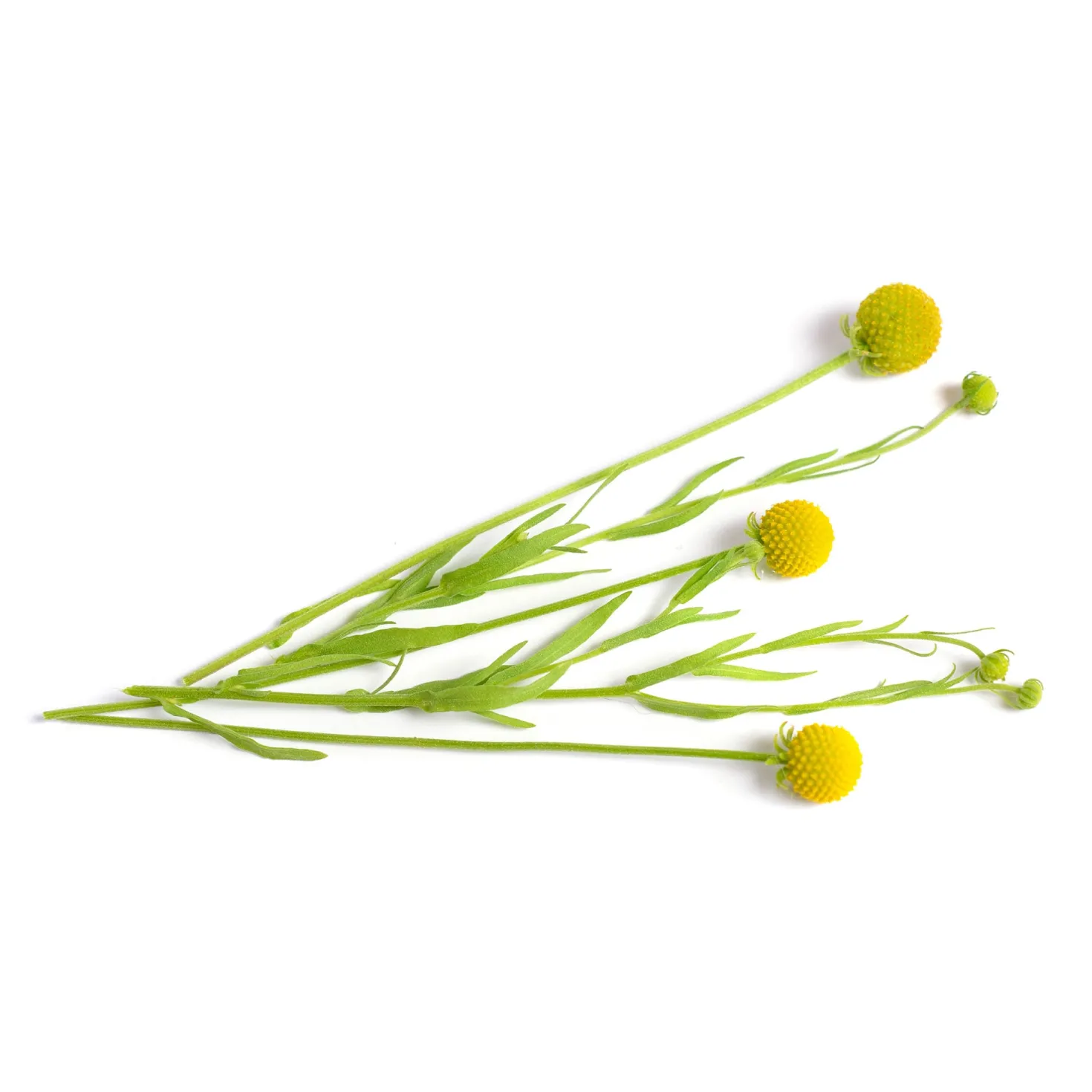 Ananasblume - Duftet nach Ananas