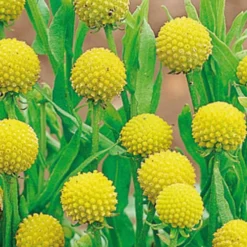Ananasblume - Duftet nach Ananas
