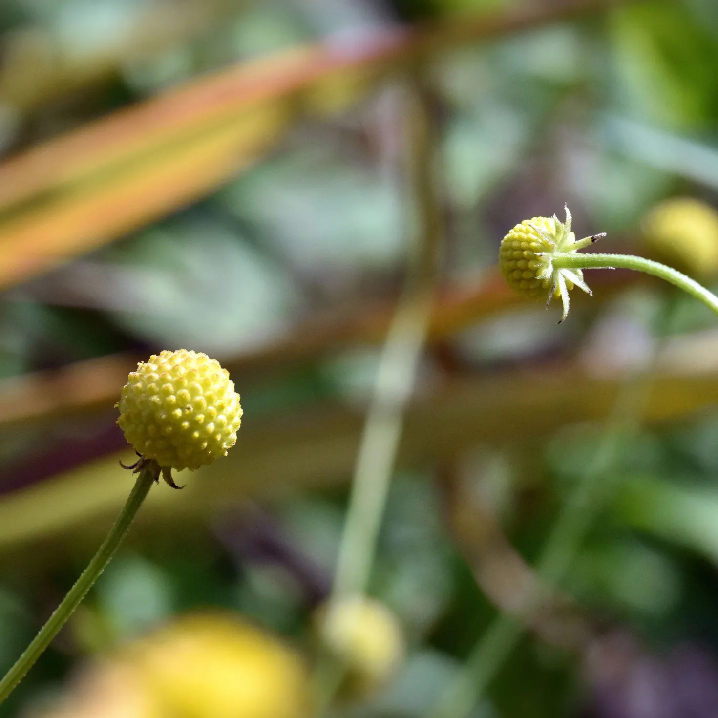 Ananasblume - Duftet nach Ananas