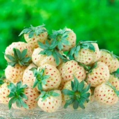 Ananas-Erdbeere 'Pineberry' (x2) - Weiße Beere, echter Ananas-Twist