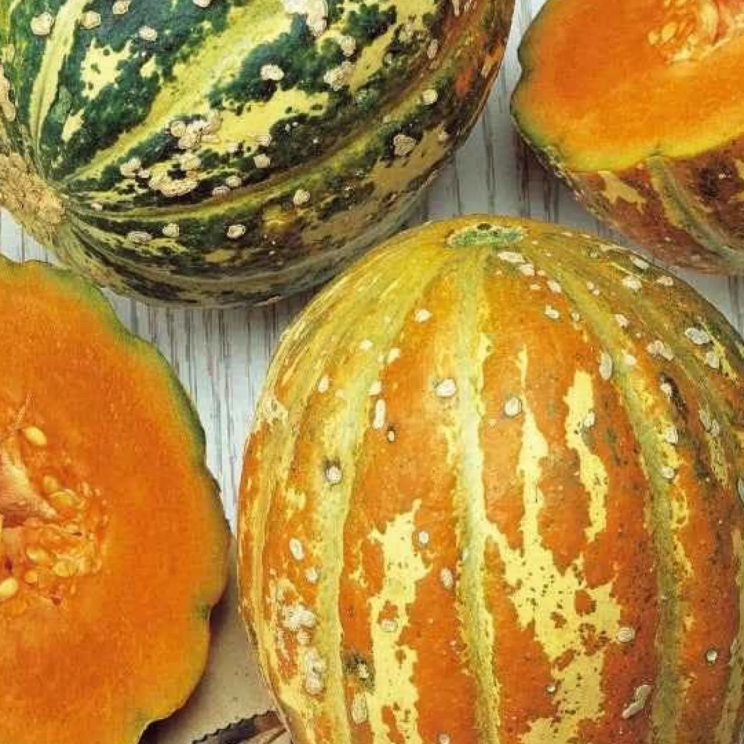 Ananas-Melone ‘Oranje Ananas’ - Süß wie Ananas, reif im August