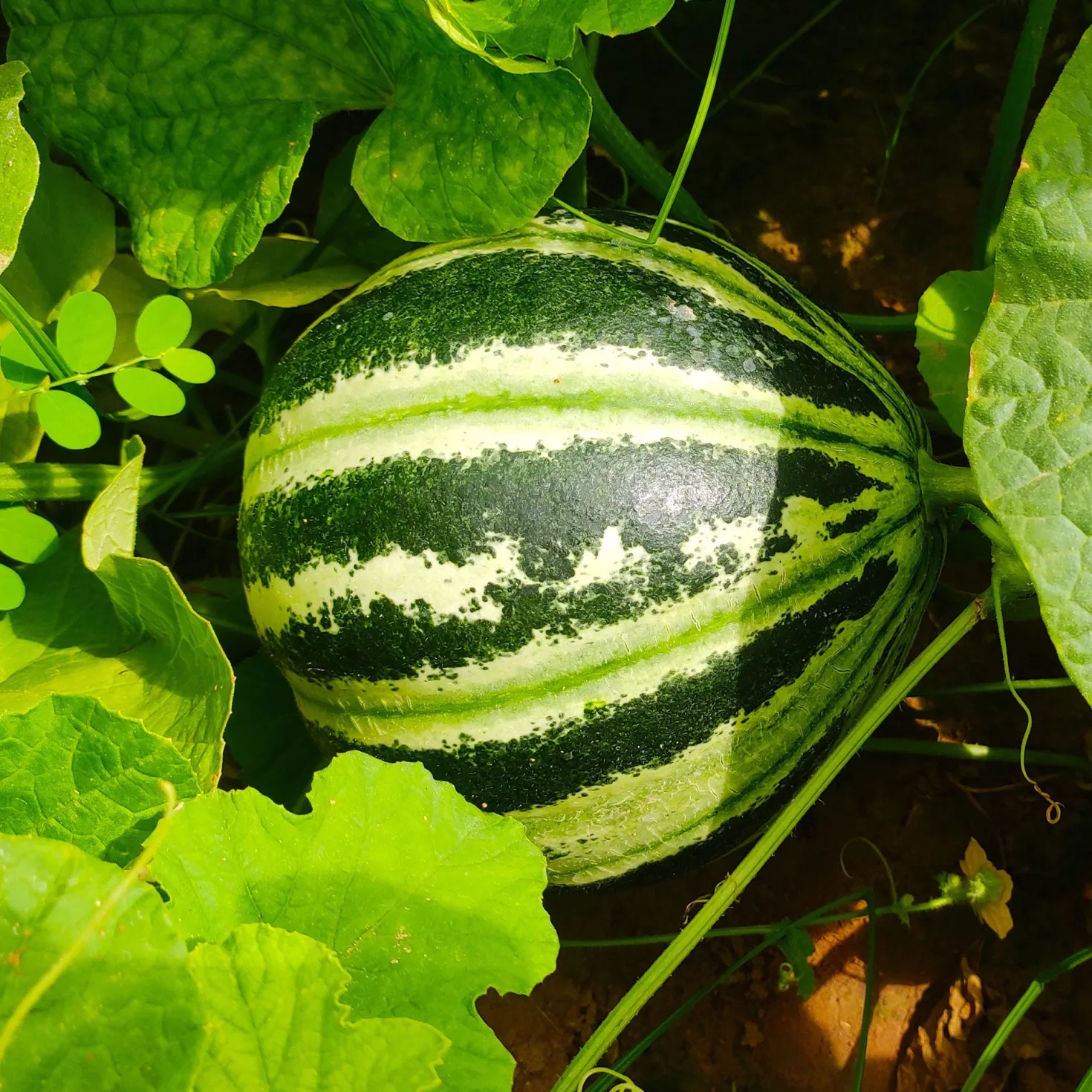 Ananas-Melone ‘Oranje Ananas’ - Süß wie Ananas, reif im August