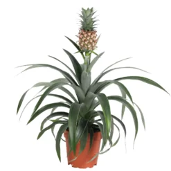 Ananaspflanze Ananas 'Corona' - Echte Ananas im Wohnzimmer