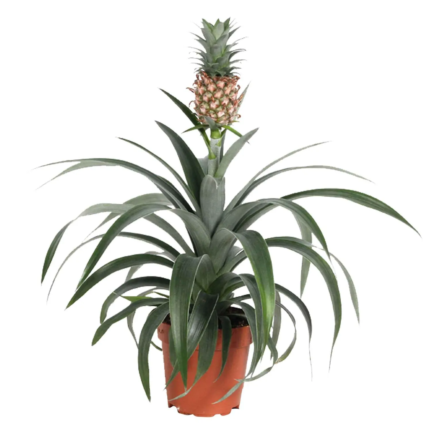 Ananaspflanze Ananas 'Corona' - Echte Ananas im Wohnzimmer