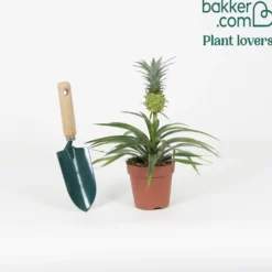 Ananaspflanze Ananas 'Corona' - Echte Ananas im Wohnzimmer