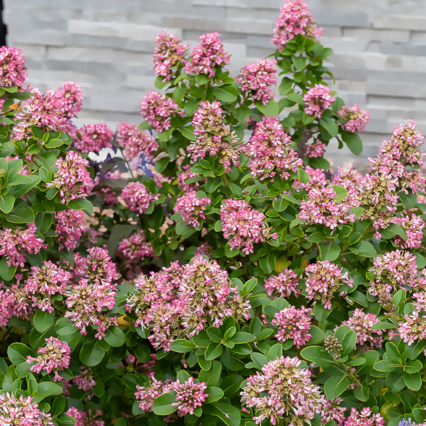 Andenstrauch Pink Elle - Blüten den ganzen Sommer