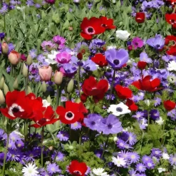 Anemone 'De Caen' Mischung - Ein Farbfeuerwerk im Beet