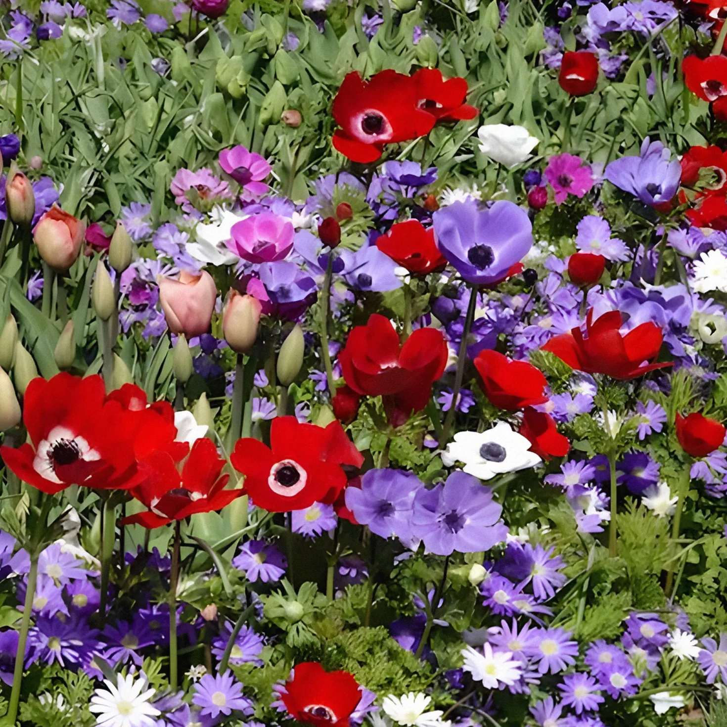 Anemone 'De Caen' Mischung - Ein Farbfeuerwerk im Beet