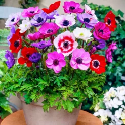 Anemone 'De Caen' Mischung - Ein Farbfeuerwerk im Beet
