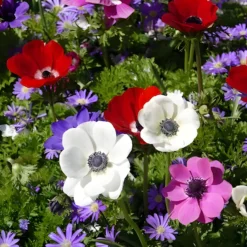 Anemone 'De Caen' Mischung - Ein Farbfeuerwerk im Beet