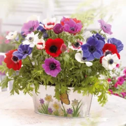 Anemone 'De Caen' Mischung - Ein Farbfeuerwerk im Beet
