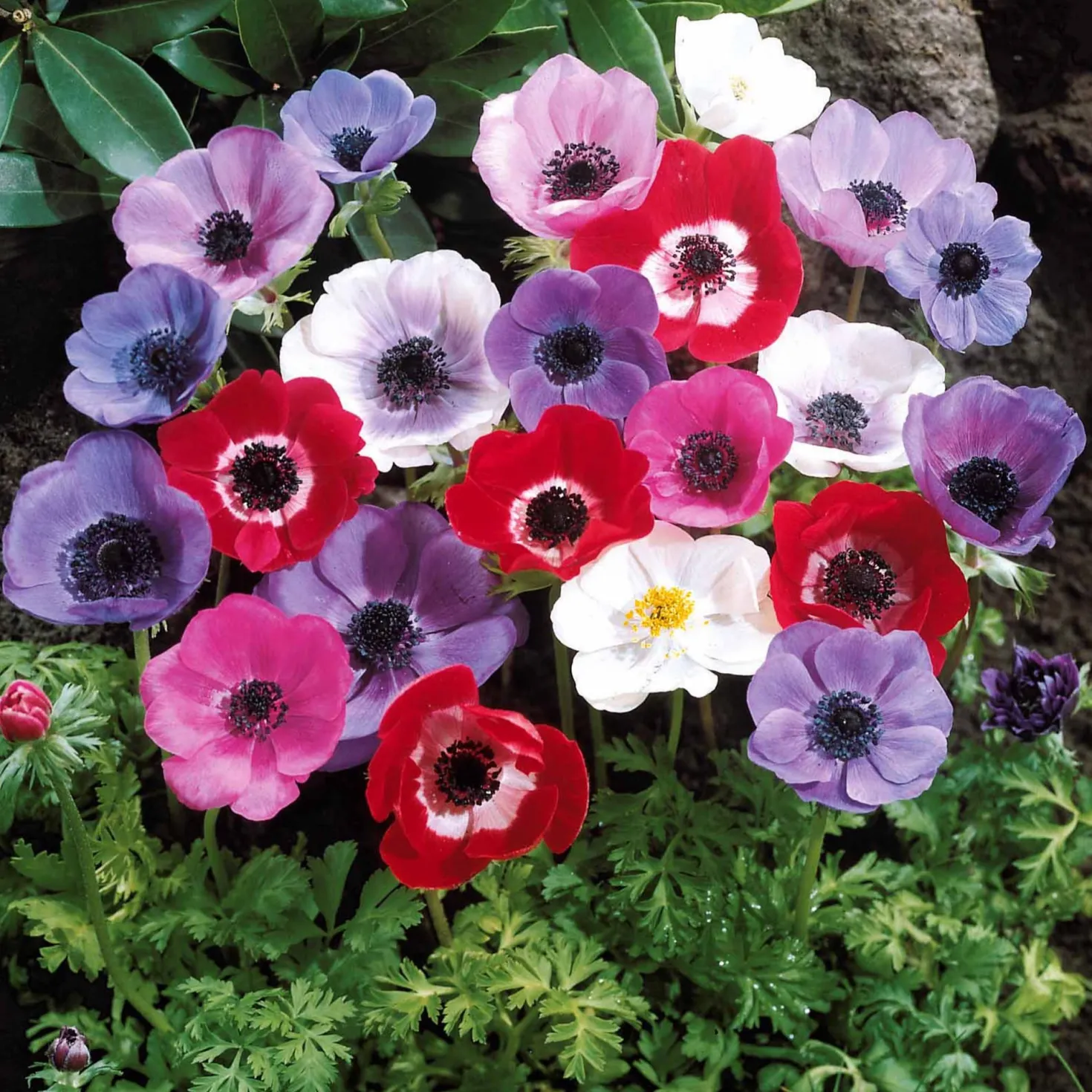 Anemone 'De Caen' Mischung - Ein Farbfeuerwerk im Beet