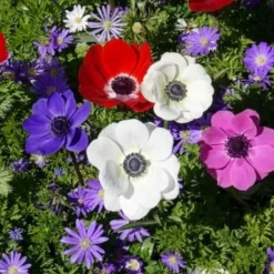Anemone 'De Caen' Mischung - Ein Farbfeuerwerk im Beet