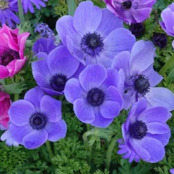 Anemonen coronaria - Blau - Blau, das ins Auge springt