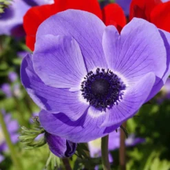 Anemonen coronaria - Blau - Blau, das ins Auge springt