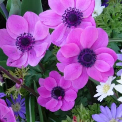 Anemonen coronaria - Rosa - Rosa Blüten, kinderleicht