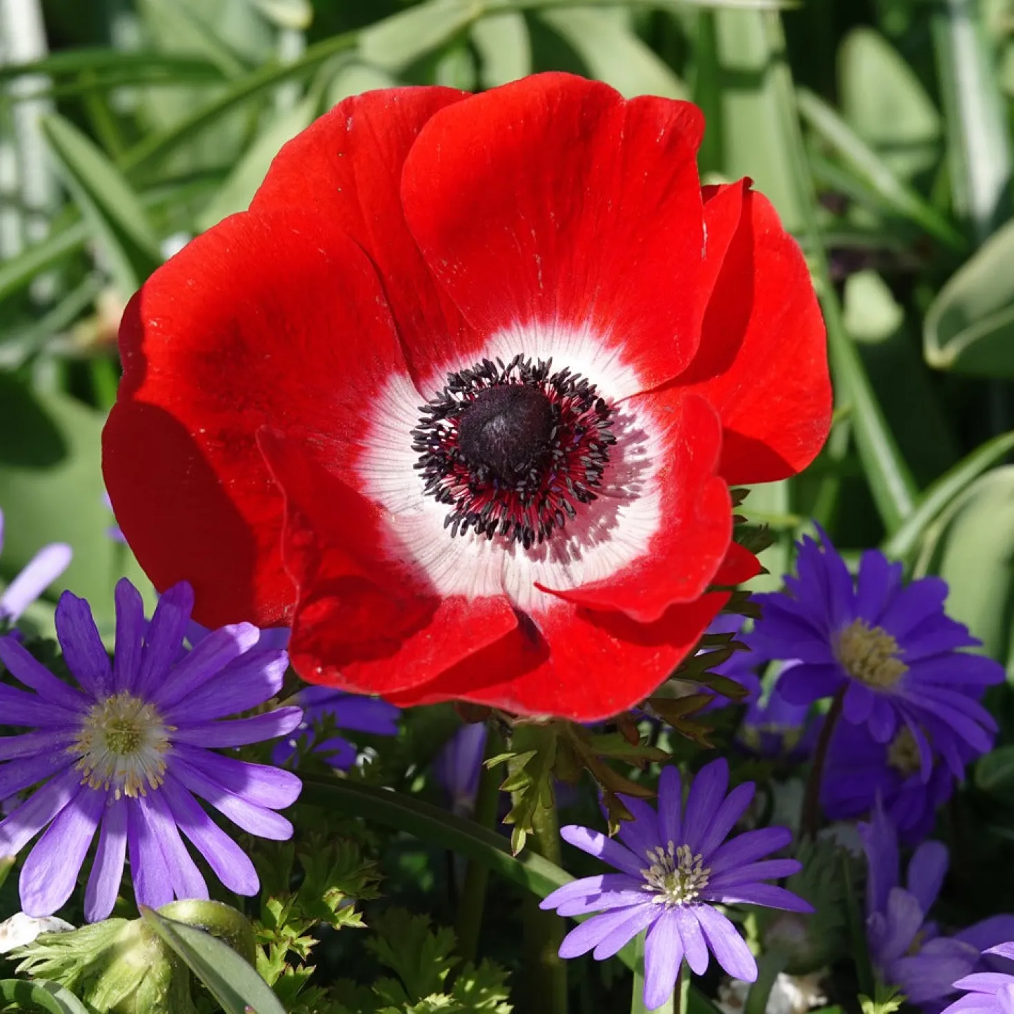 Anemonen coronaria - Rot - Leuchtend rot im Frühling