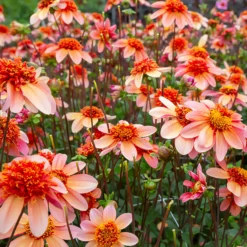 Anemonen-Dahlie ‘Totally Tangerine’ - Orange, das sofort begeistert