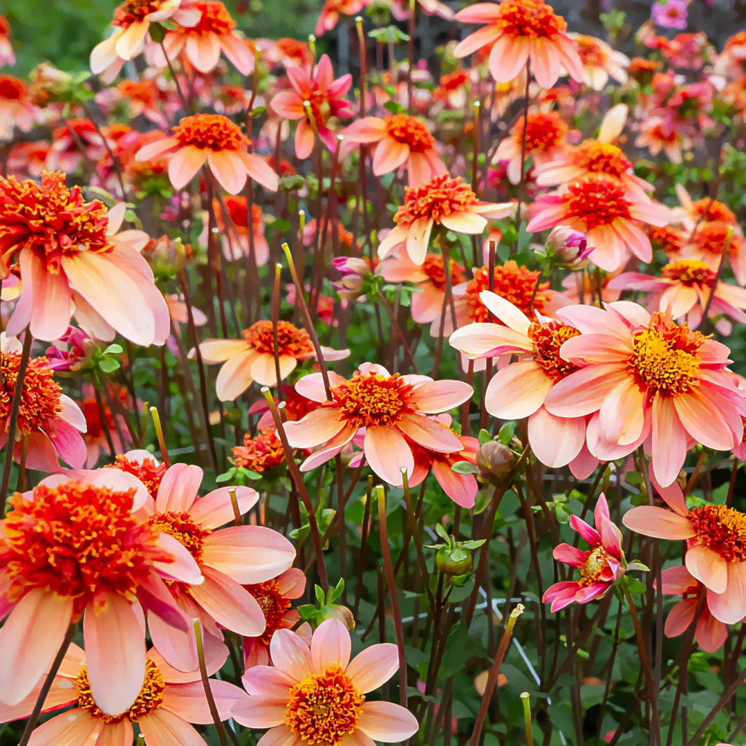 Anemonen-Dahlie ‘Totally Tangerine’ - Orange, das sofort begeistert