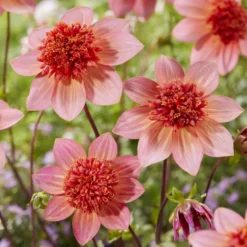 Anemonen-Dahlie ‘Totally Tangerine’ - Orange, das sofort begeistert