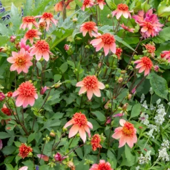 Anemonen-Dahlie ‘Totally Tangerine’ - Orange, das sofort begeistert