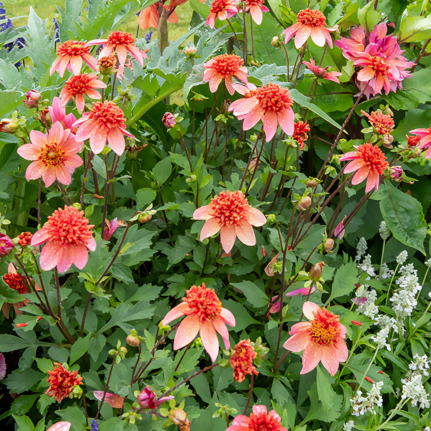 Anemonen-Dahlie ‘Totally Tangerine’ - Orange, das sofort begeistert