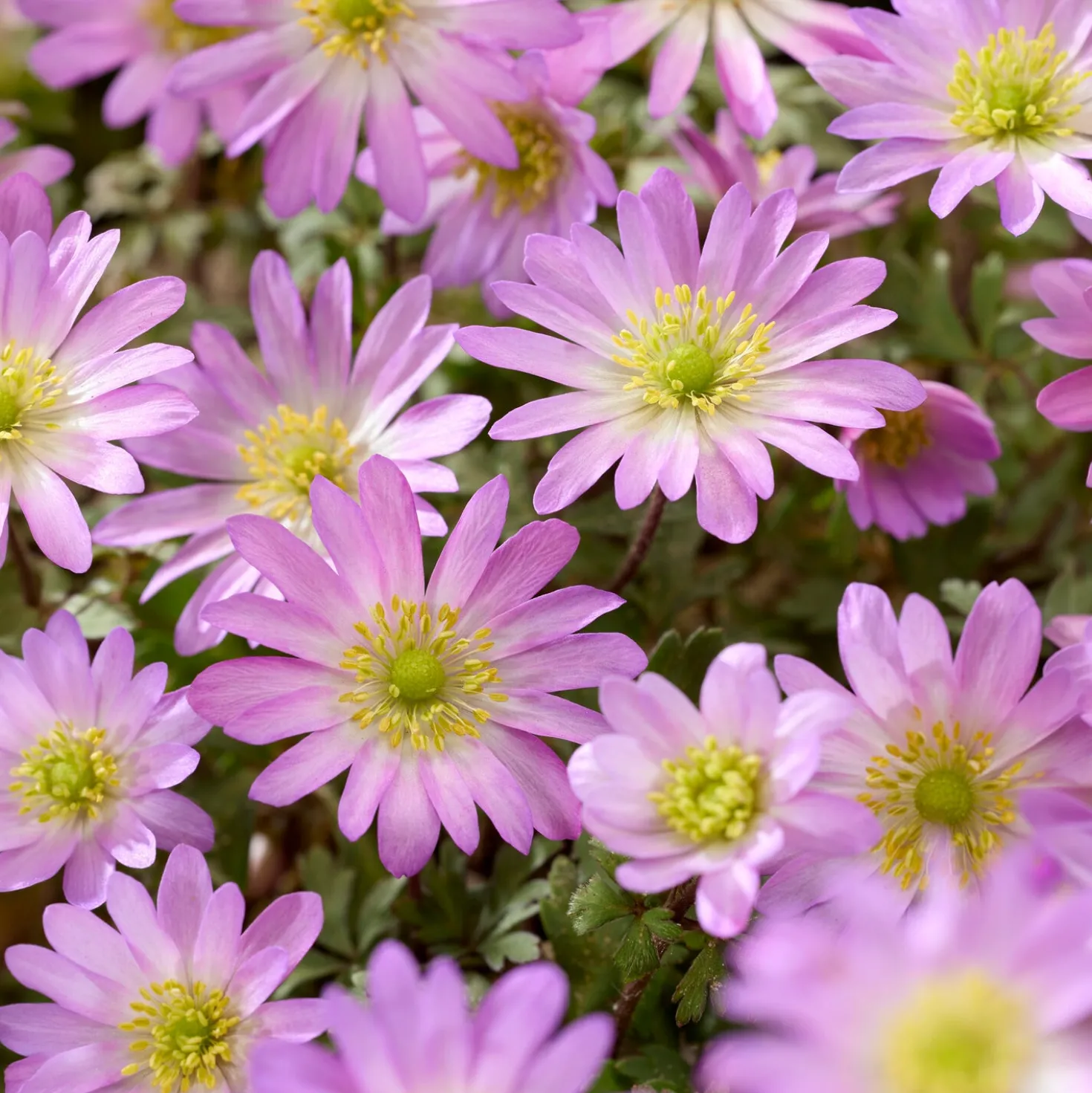Anemone Pink Star - Rosa Sternenteppich im Frühling