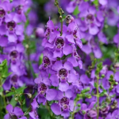 Angelonia - Blüht bis in den Herbst