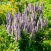 Anis-Duftnessel - Duft, Bienen und Farbe