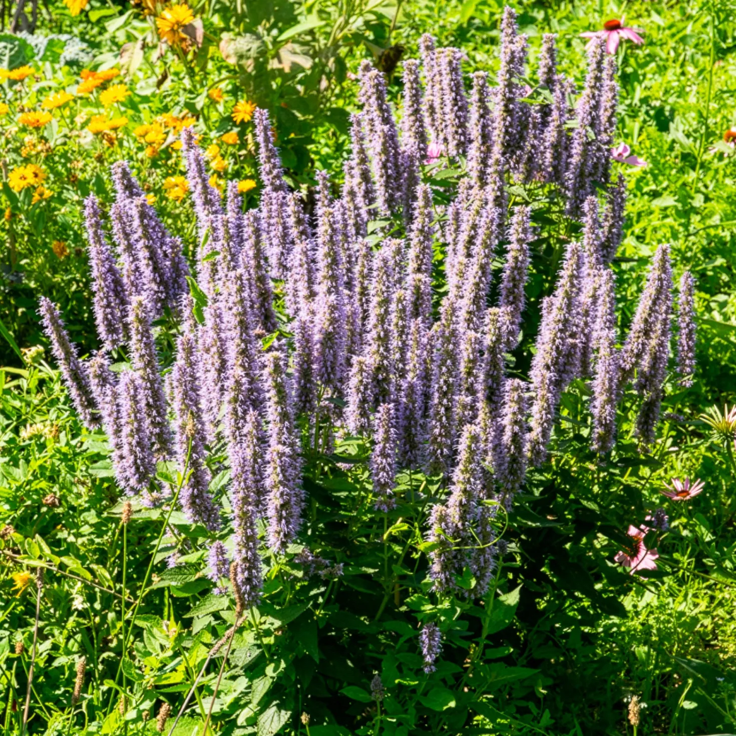 Anis-Duftnessel - Duft, Bienen und Farbe