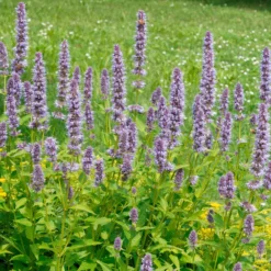 Anis-Duftnessel - Duft, Bienen und Farbe