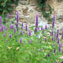 Anis-Duftnessel - Duft, Bienen und Farbe