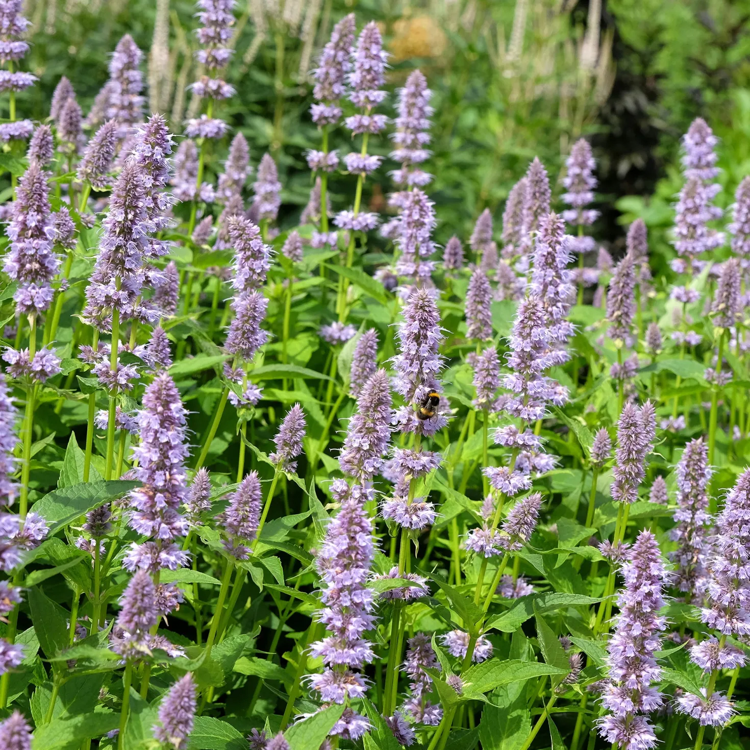 Anis-Duftnessel - Duft, Bienen und Farbe