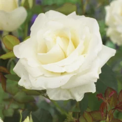 Annapurna ®-Rose - Reinweiß und herrlich duftend