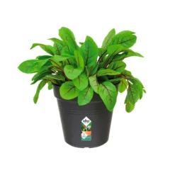 Anzuchttopf Green Basics Living Schwarz ELHO - Jungpflanzen leicht gemacht