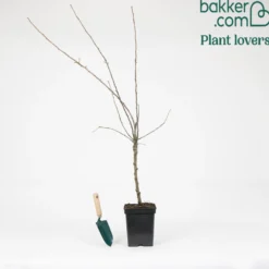 Apfelbaum auf Stamm, 3 Sorten in 1 - Drei Äpfel, ein Baum