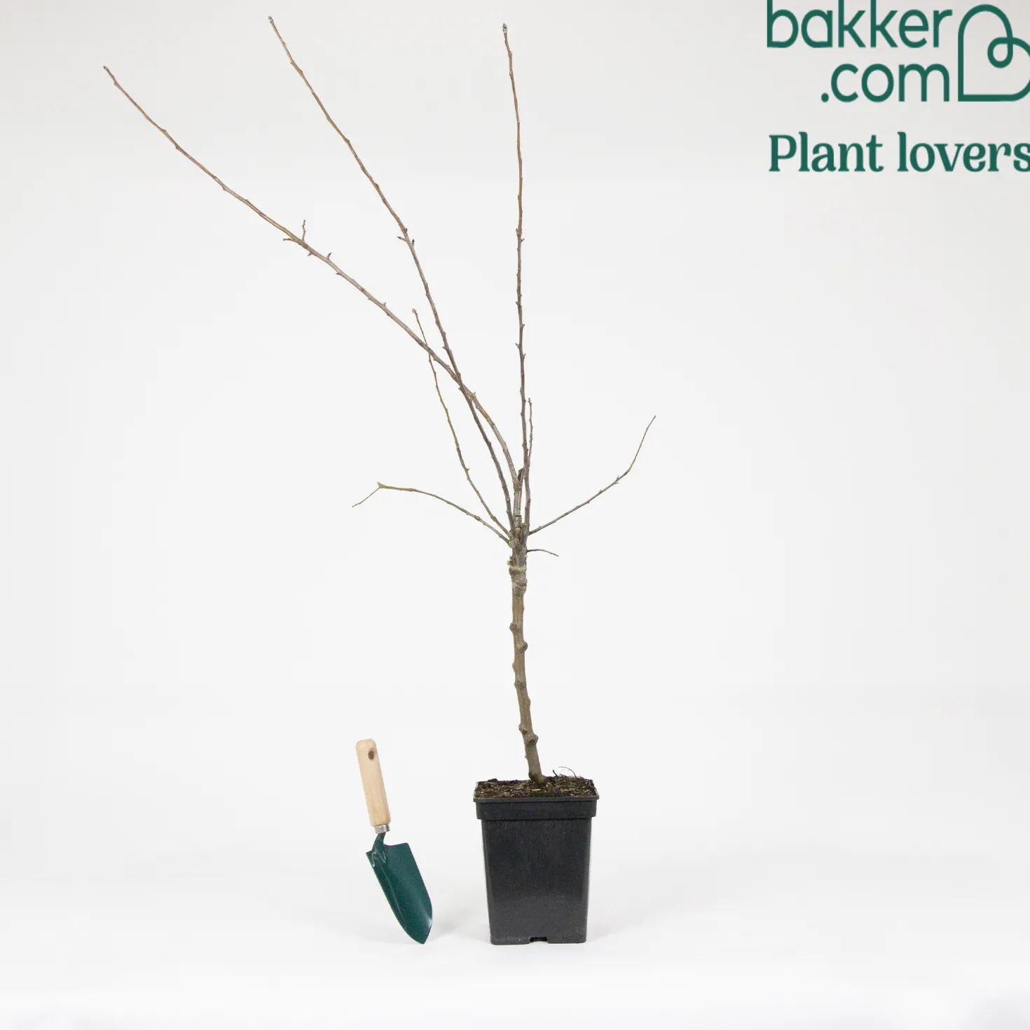 Apfelbaum auf Stamm, 3 Sorten in 1 - Drei Äpfel, ein Baum